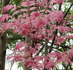 cedrela sinensis flamingo